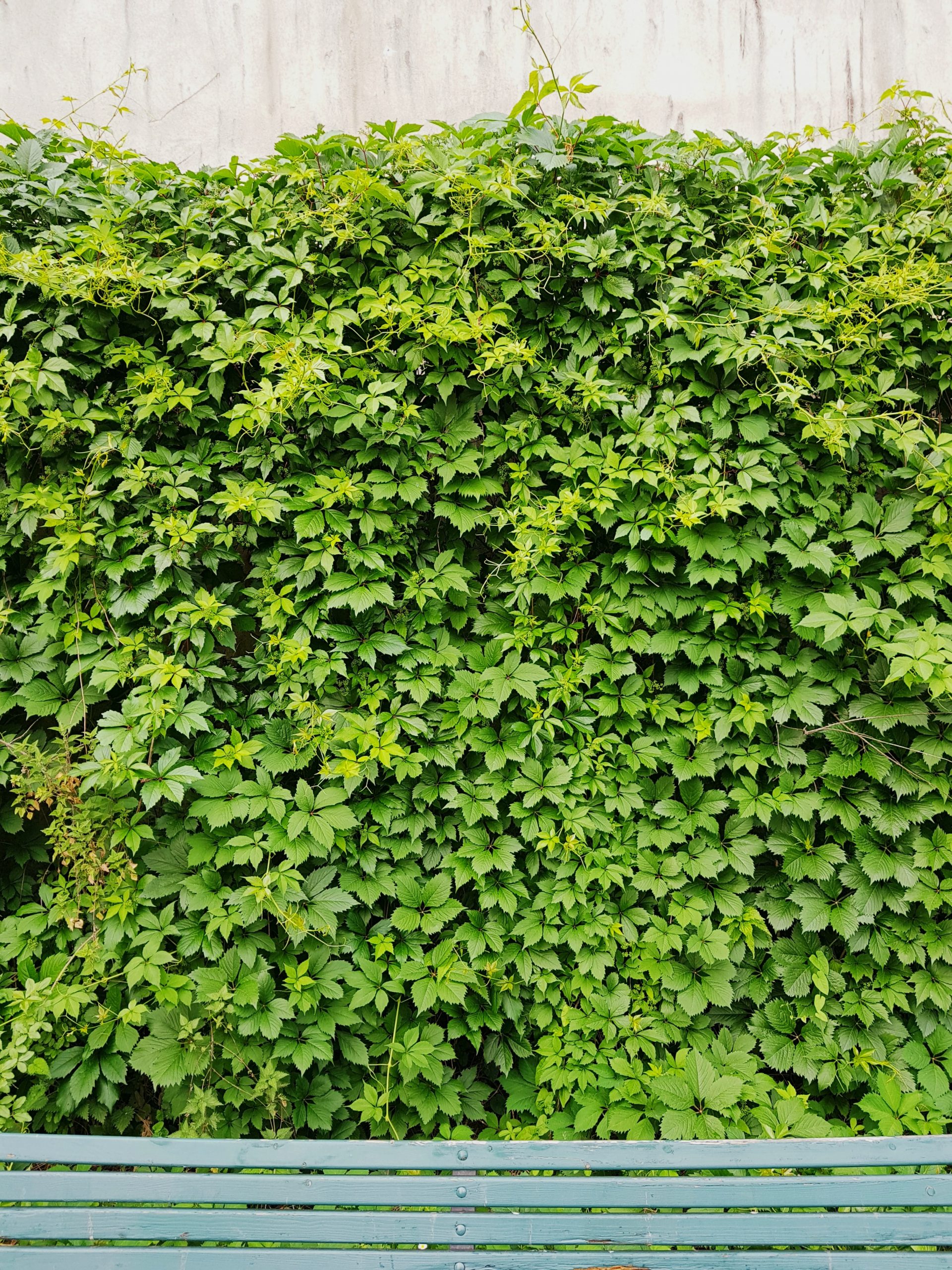 Milano è la città più green d’Italia