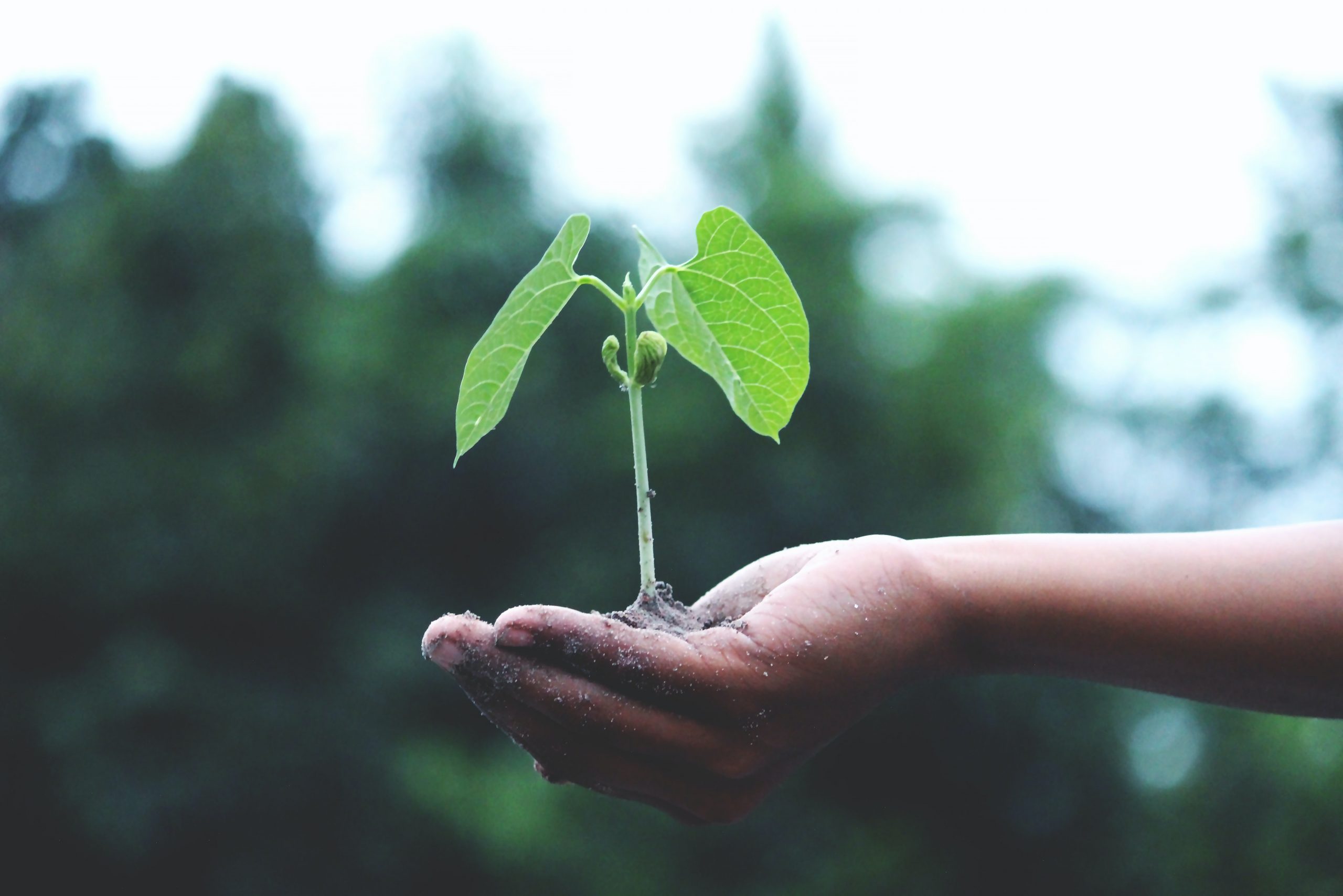 Investimenti green, le Pmi italiane ci contano